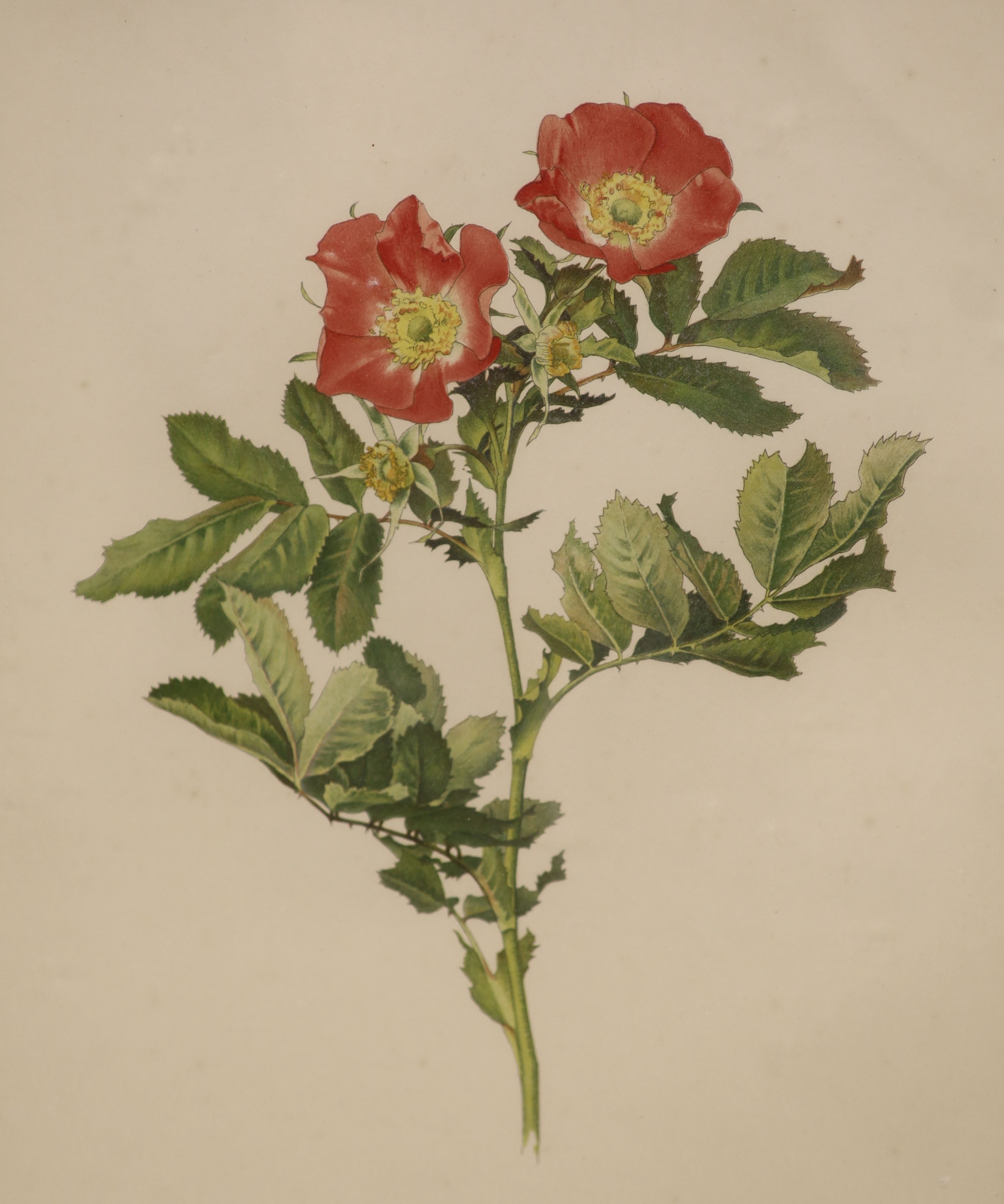 English School, two watercolours, Botanical studies of roses, largest 30 x 24cm
